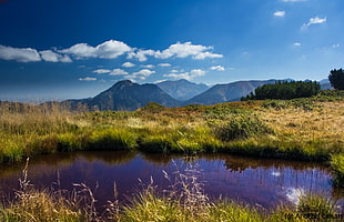landscape photography of pond surrounded by green grasses, tatry HD wallpaper