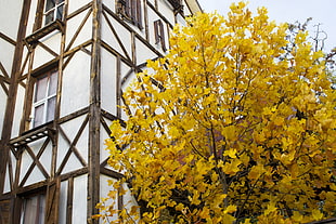 yellow leafed tree, yellow, landscape, fall HD wallpaper