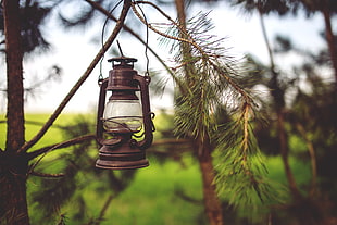 black lantern, Lantern, Lamp, Branches