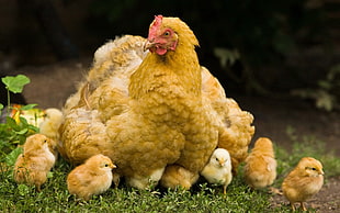 brown rooster between rooster chicks