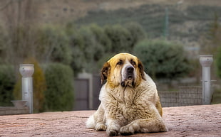 large long-coated white and tan dog sits on ground during daytime