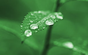 water droplets, water drops, leaves