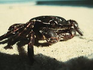 black crab on white sand during daytime