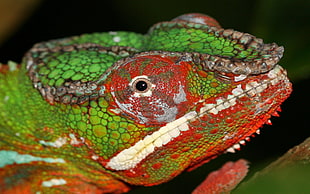selective focus photography of chameleon lizard