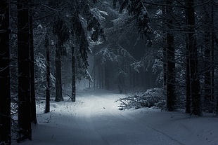 white snow in the middle of forest HD wallpaper