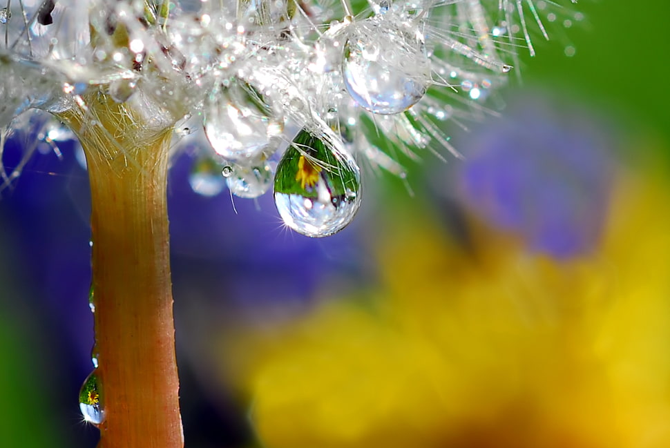 macro shot of rain drops HD wallpaper