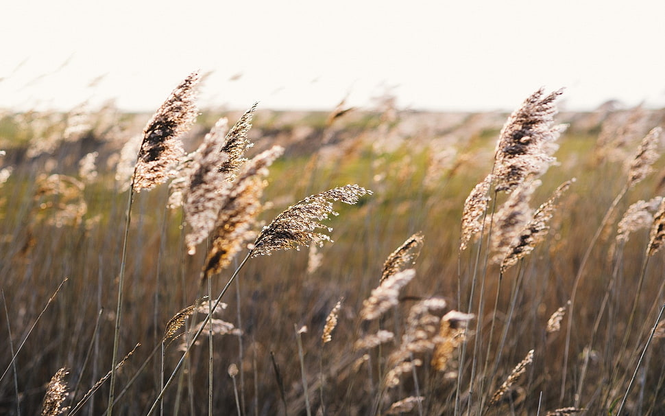 brown and green grass HD wallpaper