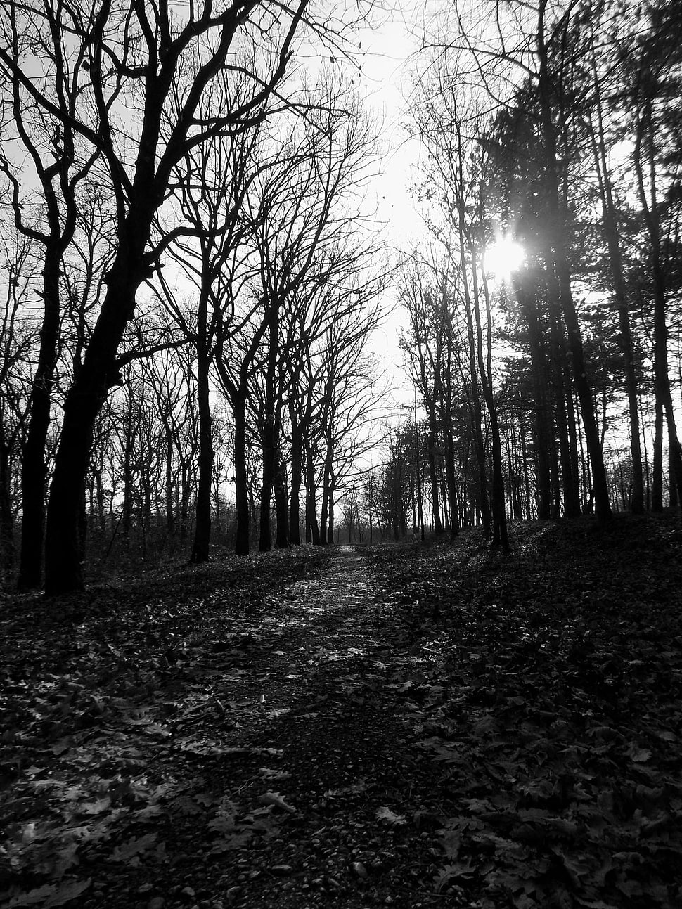 bareless tree, monochrome, path, forest, park HD wallpaper