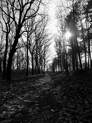 bareless tree, monochrome, path, forest, park