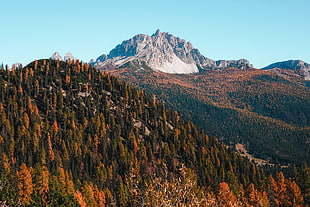 trees covered mountain, Mountains, Trees, Autumn
