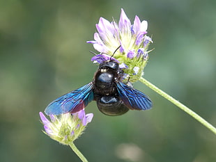 Carpenter bee perched on green and purple flower