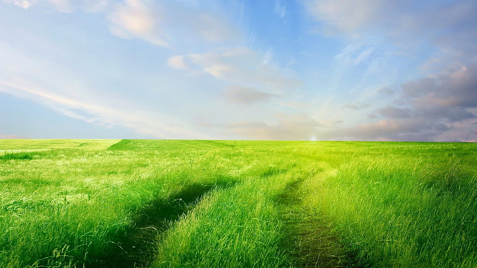 green grass field, nature, landscape HD wallpaper