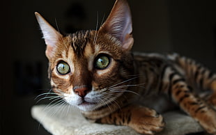 close-up photography of black and orange tabby cat