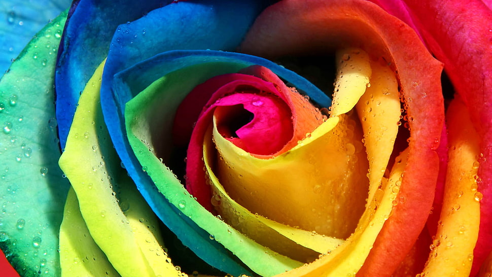 multi-colored rose painting HD wallpaper