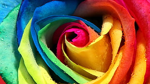 multi-colored rose painting