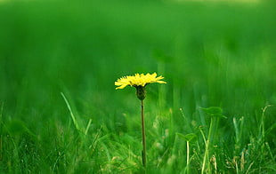 yellow petaled flower in closeup photo