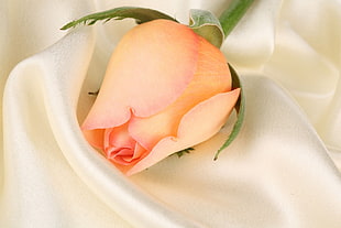 peach Rose flower in closeup photography