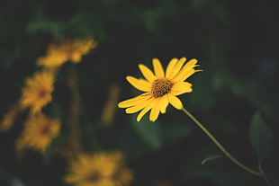 selective focus photography of yellow daisy