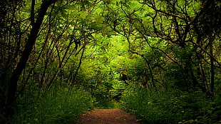 landscape photography of trail surrounded by trees