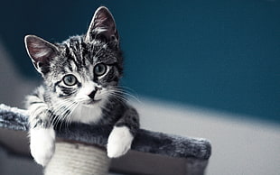 close-up photography of gray tabby kitten