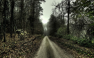 gray road in the middle of forest HD wallpaper