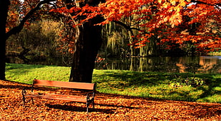 black metal-framed brown wooden bench near tree photo of during daytime
