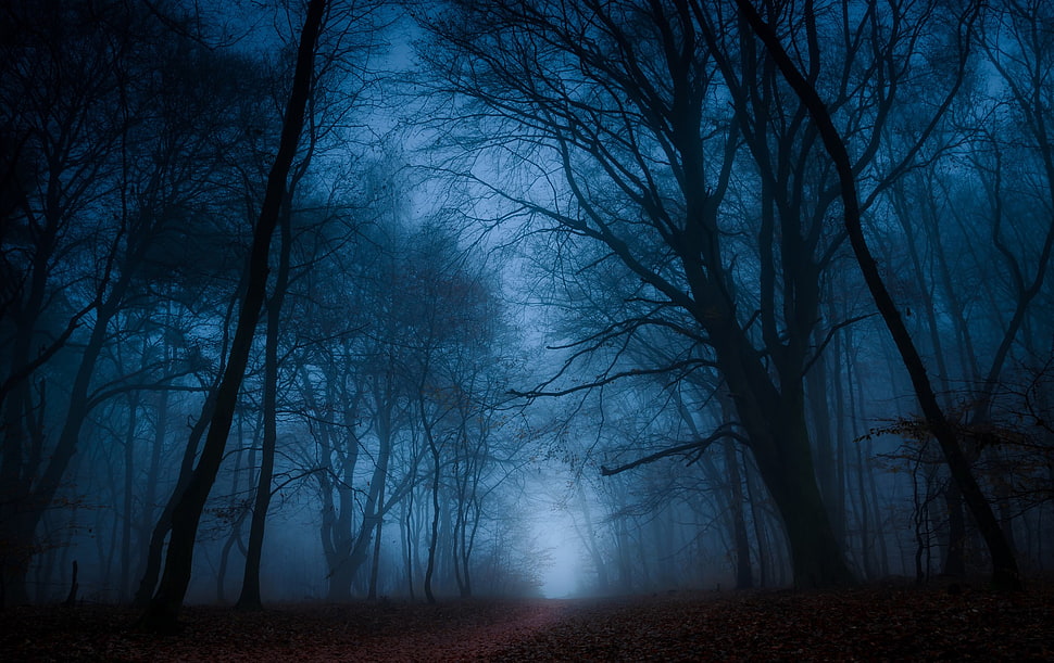 dark forest, trees, forest HD wallpaper