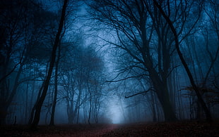 dark forest, trees, forest