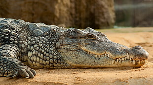 gray and brown alligator HD wallpaper