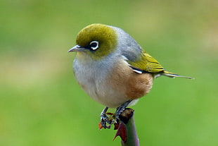 photo of small green bird, silvereye