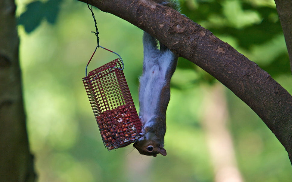 gray and white squirrel on brown tree branch HD wallpaper
