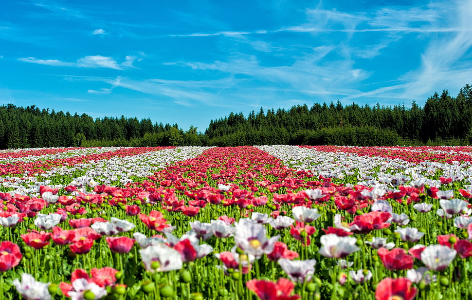 pink and white Poppy flowers in bloom during daytime HD wallpaper