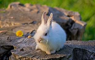close up photo of white rabbit HD wallpaper