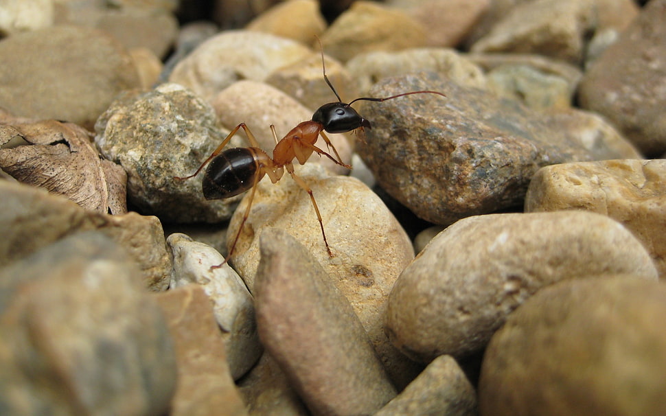 brown and black ant, ants, macro, insect, rock HD wallpaper