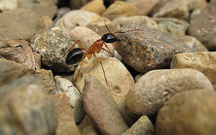brown and black ant, ants, macro, insect, rock