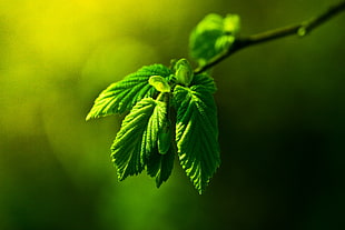 green leaf macro photography