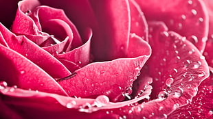 red Rose flower with water dew