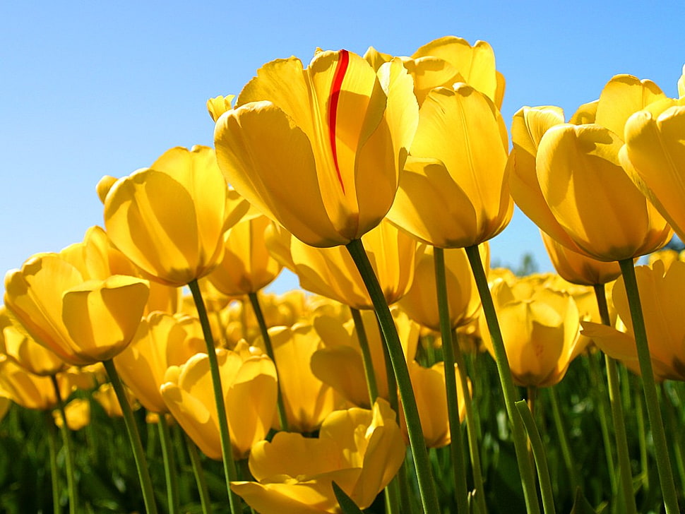 yellow tulip, tulips, flowers, nature, yellow flowers HD wallpaper