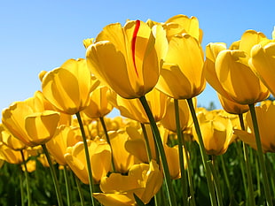 yellow tulip, tulips, flowers, nature, yellow flowers