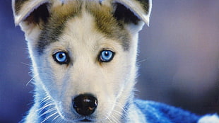 white and brown Siberian husky puppy, dog, Siberian Husky , blue eyes, nature HD wallpaper
