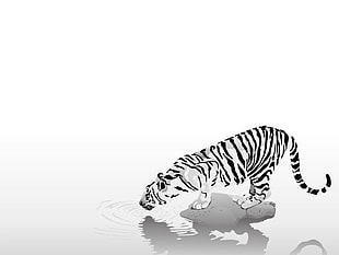 white tiger illustration, tiger