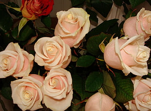 pink roses lot