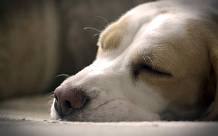 Dog Sleeping in Macroshot photography HD wallpaper