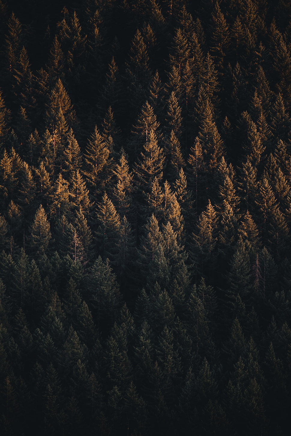 pine trees HD wallpaper