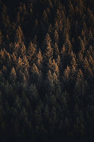 pine trees HD wallpaper
