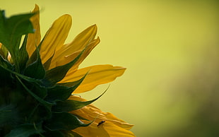macro photography of sunflower