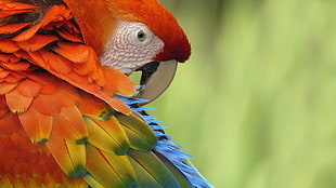 selective focus photography of Scarlet Macaw parrot