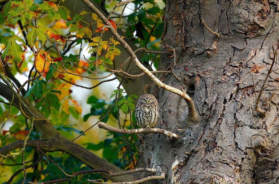 gray and brown owl standing on brown tree branch HD wallpaper