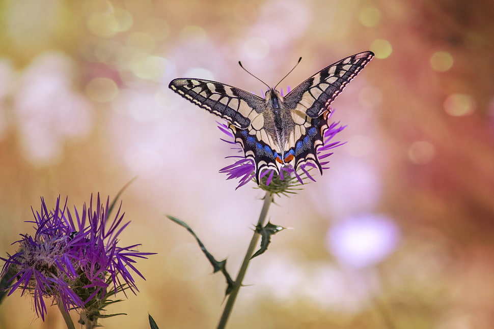 tilt lens photography of butterfly on flower HD wallpaper