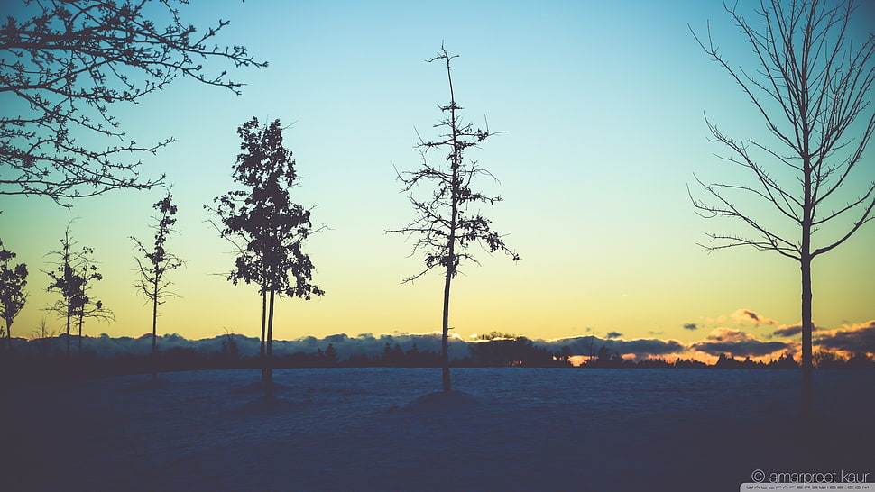 five trees, trees, landscape, dead trees HD wallpaper